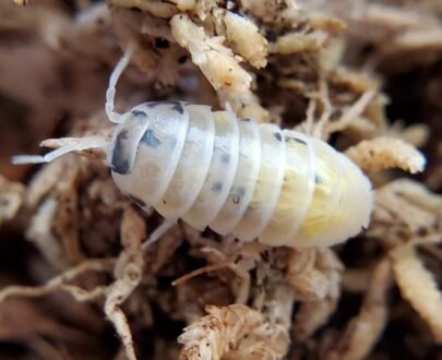 Magic Potion Isopods