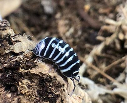 Zebra Isopods