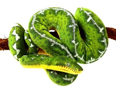 Amazon Basin Emerald Tree Boa