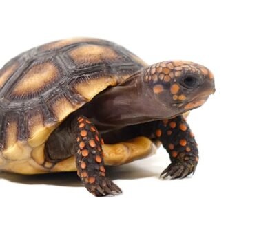 Baby Suriname Redfoot Tortoise