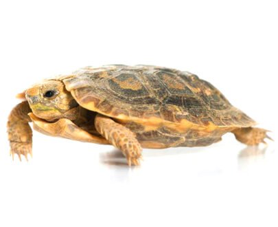 Adult Pancake Tortoise