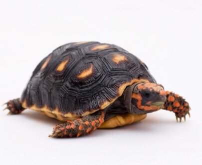 Redfoot Tortoise for sale