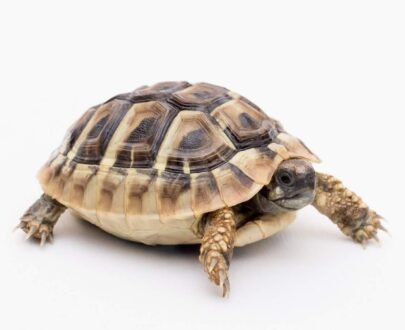 Hermann’s Tortoise for sale