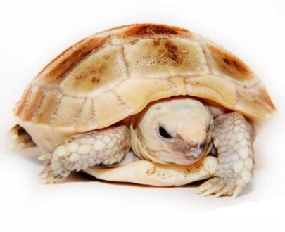 Baby Elongated Tortoise