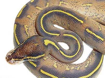 Pastel Highway Ball Python