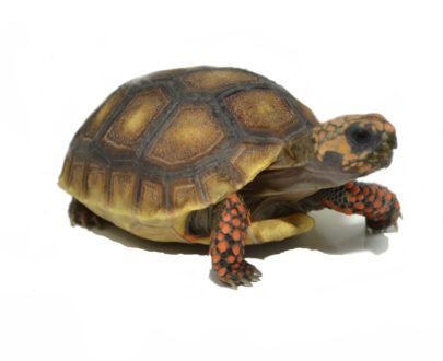 Juvenile Redfoot Tortoise