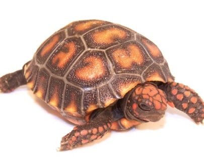 Baby Cherryhead Redfoot Tortoise