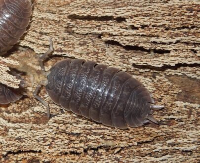 Porcellio Dilatatus