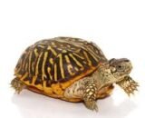 Baby Desert Ornate Box Turtle