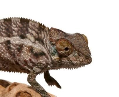 Baby Panther Chameleon