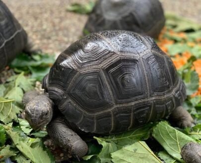 Aldabra Tortoise for sale