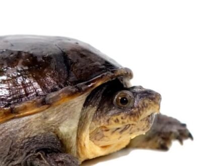 Narrow-Bridged Mexican Musk Turtle