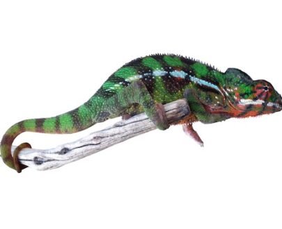 Sambava Panther Chameleon