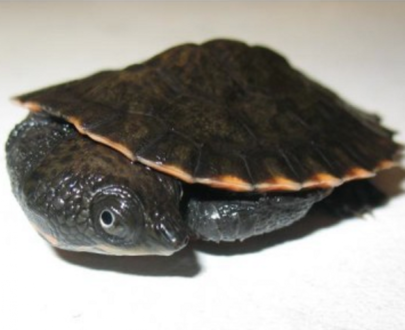 Baby Saw Shelled Turtle