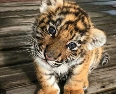 Tiger cubs for sale