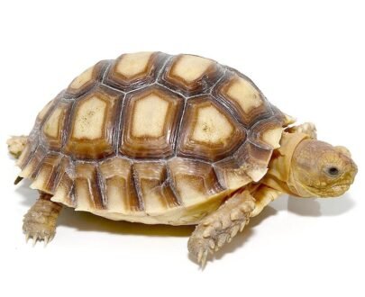 Yearling Sulcata Tortoise