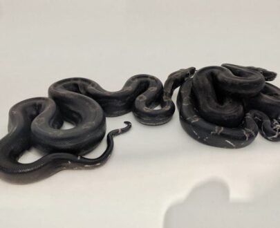 Black Devil Boa for sale