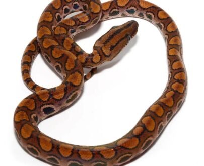 Brazilian Rainbow Boa