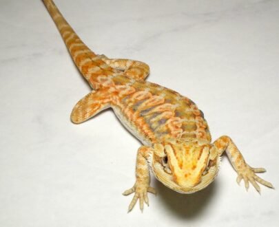 Translucent Leatherback Bearded Dragon