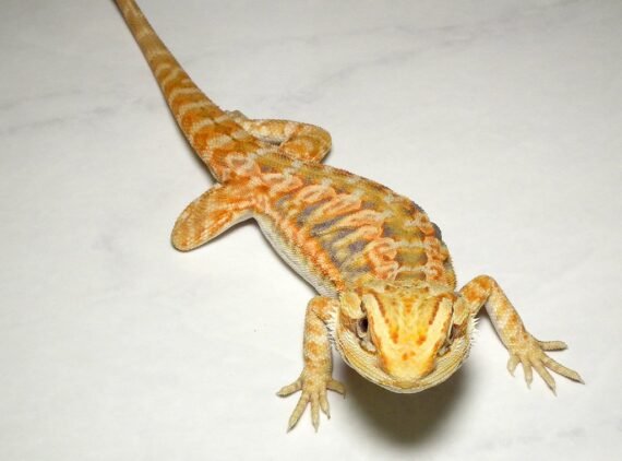 Translucent Leatherback Bearded Dragon