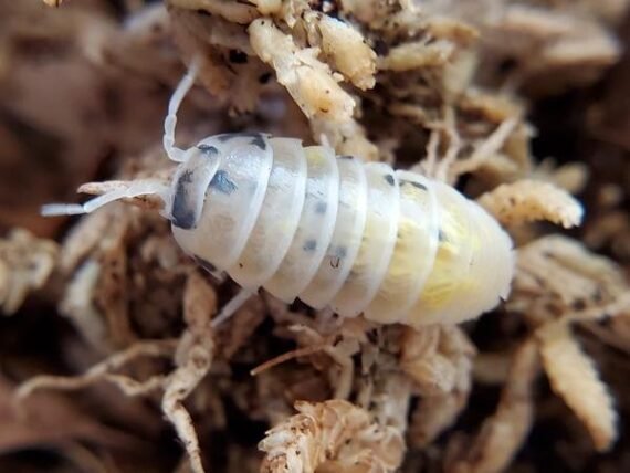 magic potion isopods