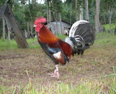 Kearney Whitehackle Gamefowl