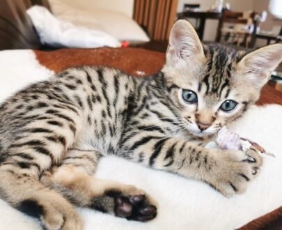 Savannah Cat for Sale