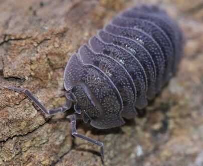 Discover Armadillidium Isopods