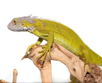 Yearling Hypo Iguana #4