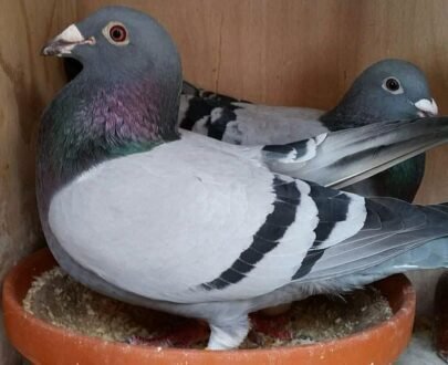 Racing Pigeons For Sale