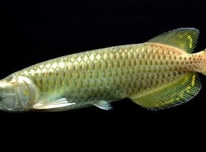 Australia Arowana