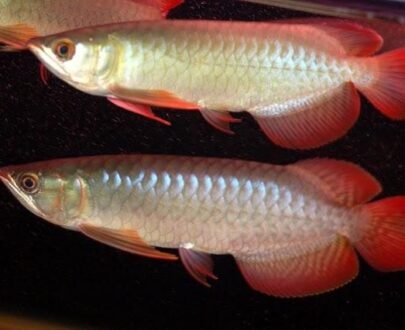 Buy Chili Red Arowana