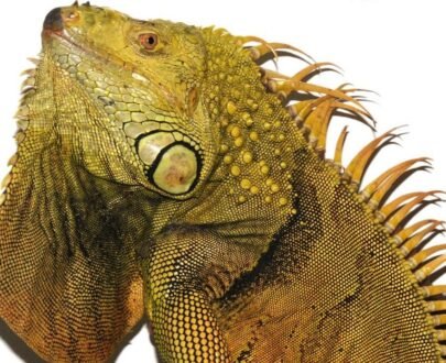 5-6 Foot Green Iguanas