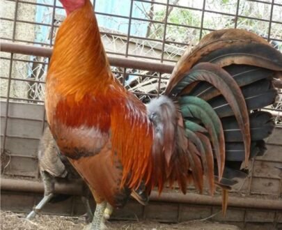 Buy red quill gamefowl