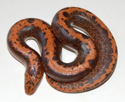 Buy Striped Kenyan Sand Boa