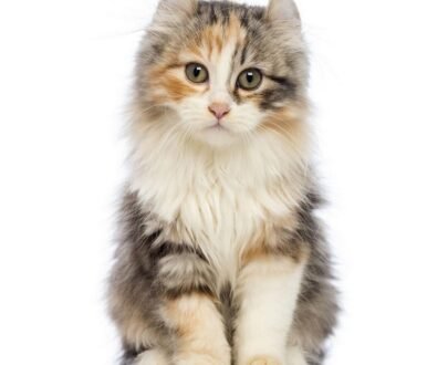 American Curl kittens for sale