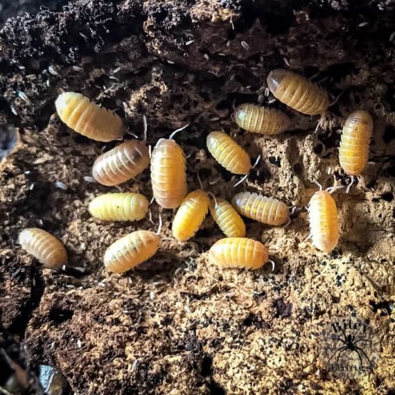 isopods for sale