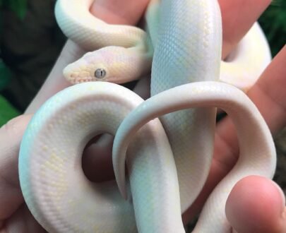 Buy Baby Blue Eyed Leucistic Colombian Rainbow Boa