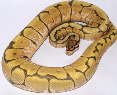 Baby Honey Bee Ball Python For Sale