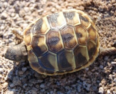 Hermann Tortoise For Sale