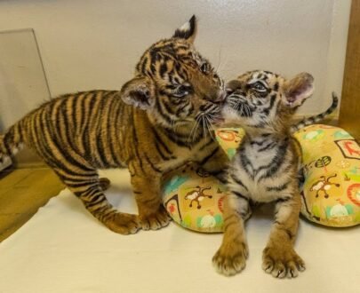 Bengal Tiger Cubs For Sale