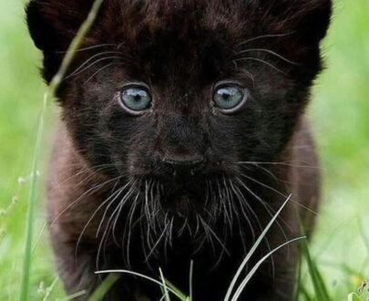 Black Panther Cubs For Sale