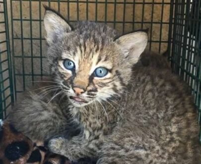 Bobcats kittens For Sale