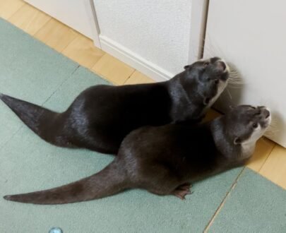 Buy Male And Female Otters