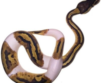 Baby Pied Ball Python for sale