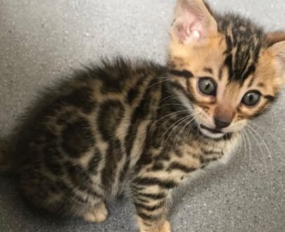 Bengal Kittens for Sale