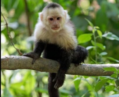 Capuchin Monkey For Sale