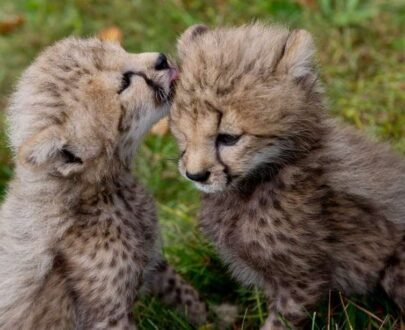 Cheetah Cubs For Sale