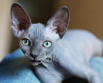 Sphynx Kitten For Sale