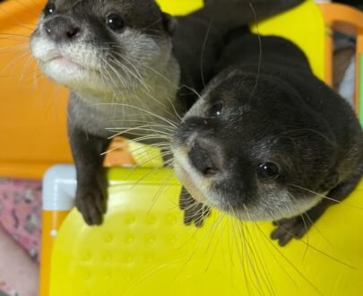 Order Male And Female Otters